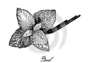 Hand Drawn of Fresh Basil Plant on White Background