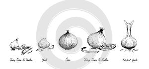 Hand Drawn of Fresh Bulb Vegetables on White Background