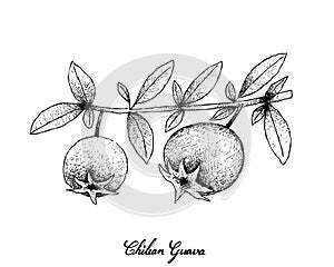 Hand Drawn of Fresh Chilean Guava Fruits