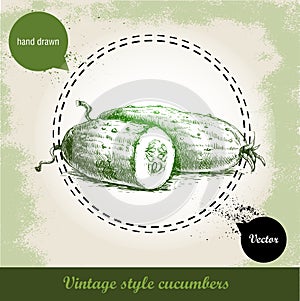 Hand drawn fresh cucumbers. Vintage sketch style organic eco vegetable