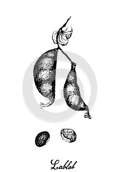 Hand Drawn of Fresh Dolichos Lablab Pods