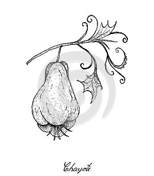 Hand Drawn of Fresh Green Chayote Fruits with A Plant