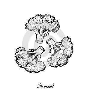 Hand Drawn of Fresh Raw Broccoli on White Background