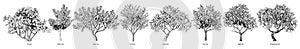 Hand drawn fruit trees collection