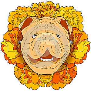 Hand drawn funny bulldog portrait with yellow flowers background