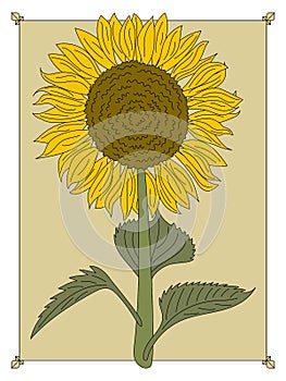 Hand drawn garden sunflower
