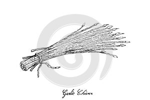 Hand Drawn of Garlic Chives on White Background