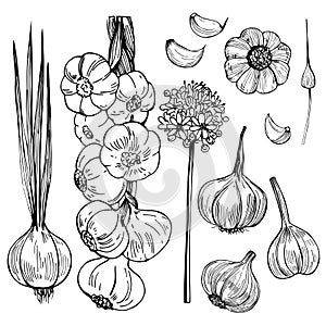 Hand drawn garlic. Vector sketch illustration