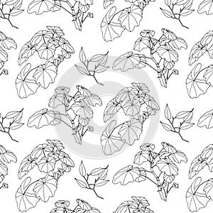 Hand drawn geranium branches with leaves seamless pattern. Outline wild plants painted by ink. Vector modern botanical endless