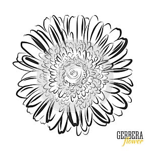 Hand drawn Gerbera flower sketch