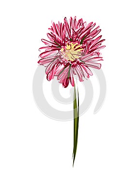Hand drawn gerbera. Flower. Vector botany illustration