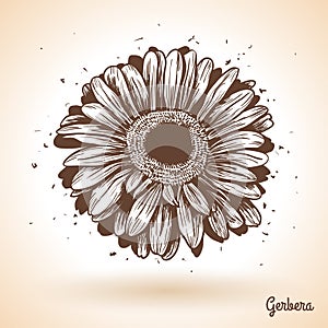 Hand drawn gerbera flower.