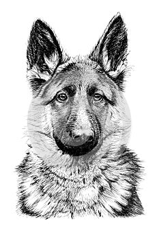Hand drawn German Shepherd dog, sketch graphics monochrome illustration