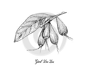 Hand Drawn of Giant Lau Lau on White Background