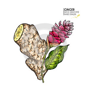 Hand drawn ginger root and flower. Vector colored engraved illustration. Spicy rhizhome vegetable. Food ingredient