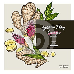 Hand drawn ginger root and leaves. Engraved colored vector banner. Food condiment package design temoplate. Food