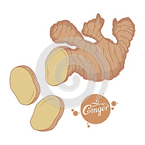 Hand drawn ginger root, spicy ingredient, ginger logo, healthy organic food, spice ginger isolated on white background, culinary h