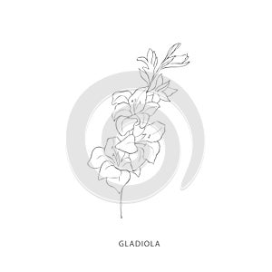 Hand drawn gladiola flower.Plant design elements.