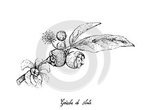 Hand Drawn of Goiaba de Anta Fruits on White Background photo
