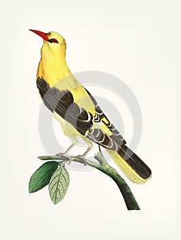 Hand drawn of golden thrush