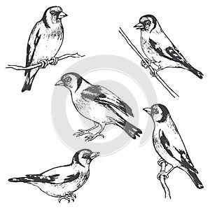 Hand Drawn Goldfinch Bird Sketch