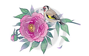 Hand Drawn Goldfinch Sitting on Peony Branch