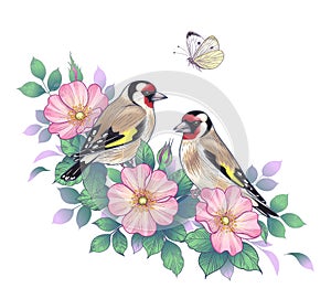 Hand Drawn Goldfinches Sitting on Dog-Rose Branch