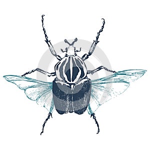 Hand drawn goliath beetle
