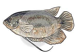 Hand drawn gourami fish vector illustration