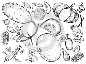Hand Drawn of Gourd and Squash Fruits