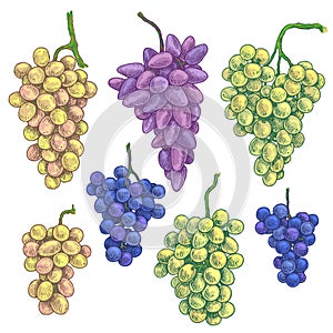 Hand Drawn Grape Bunch Variety