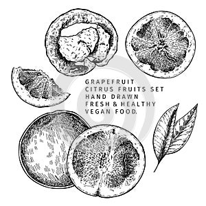 Hand drawn grapefruit fruit and leaf. Engraved vector illustration. Sweet citrus exotic plant. Summer harvest, jam or