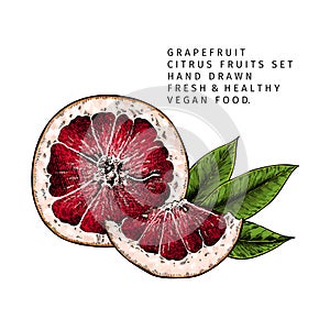 Hand drawn grapefruit fruit and leaf. Engraved vector illustration. Sweet citrus exotic plant. Summer harvest, jam or