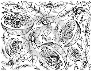 Hand Drawn of Grapefruit Fruit on White Background