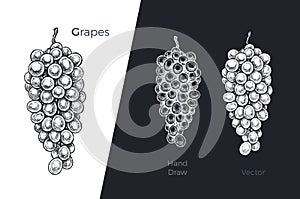 Hand drawn grapes. Engraved sketch vector design