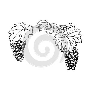 Hand drawn grapewine, bunch of grapes. Leaves, folliage, rape berries. Ink pen sketch