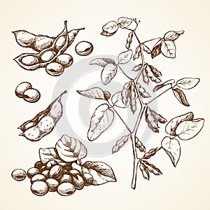 Hand drawn graphic sketch vector illustration set of soy beans