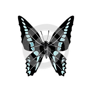 Hand drawn graphium sarpedon butterfly