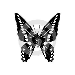Hand drawn graphium sarpedon butterfly