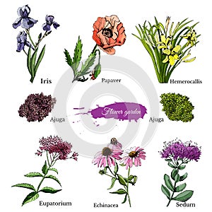 Hand drawn grapihic and colored sketch with summer flowers sedum, papaver, echinacea, hemerocallis, iris, eupatorium.