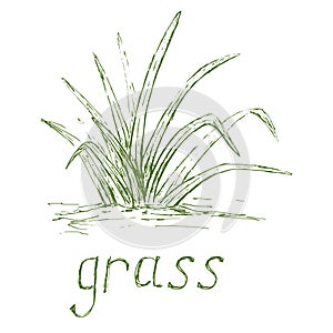 Hand drawn grass illustration.