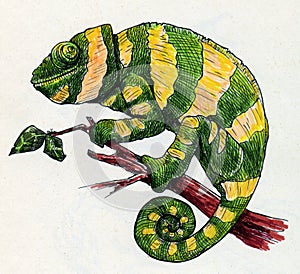 Hand drawn green chameleon with yellow stripes