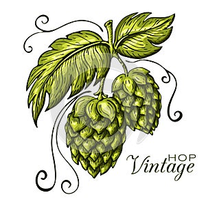 Hand drawn green hop plant illustration isolated on white background. hops branch with leaves in engraving vintage style