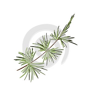 Hand drawn green lush spruce branch. Christmas tree element. Isolated on white vector illustration. Xmas decorative