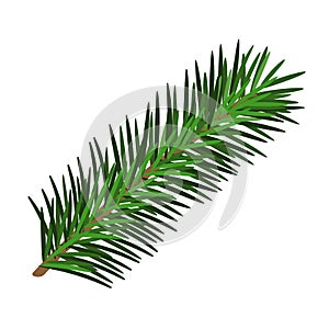 Hand drawn green lush spruce branch. Christmas tree element. Isolated on white vector illustration. Xmas decorative