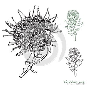 Hand-drawn Grevillea and Grevillea buds Vector Illustrations