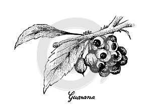 Hand Drawn of Guarana or Paullinia Cupana Fruits photo