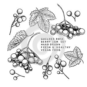 Hand drawn guelder rose branch, leaf and berry. Engraved vector illustration. Virginity agriculture plant. Summer