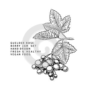 Hand drawn guelder rose branch, leaf and berry. Engraved vector illustration. Virginity agriculture plant. Summer