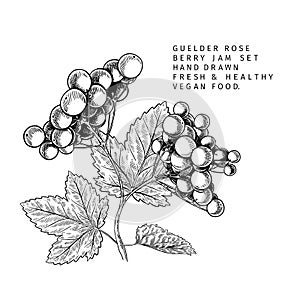 Hand drawn guelder rose branch, leaf and berry. Engraved vector illustration. Virginity agriculture plant. Summer